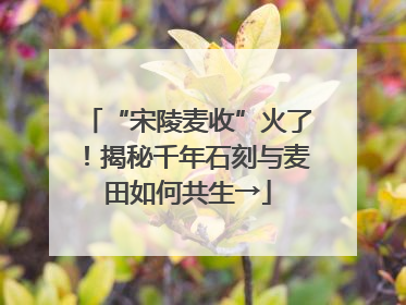 “宋陵麦收”火了！揭秘千年石刻与麦田如何共生→