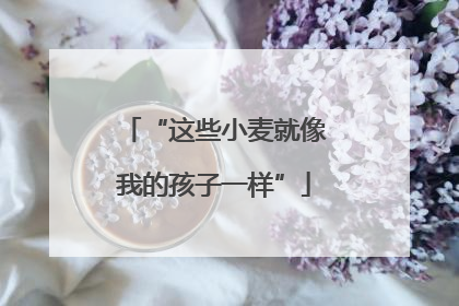 “这些小麦就像我的孩子一样”