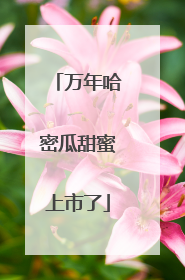 万年哈密瓜甜蜜上市了