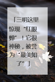 三明这里惊现“红眼蝉”！它很神秘，被誉为“最美知了”