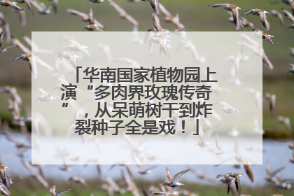 华南国家植物园上演“多肉界玫瑰传奇”，从呆萌树干到炸裂种子全是戏！
