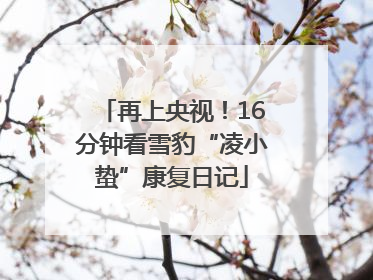 再上央视！16分钟看雪豹“凌小蛰”康复日记