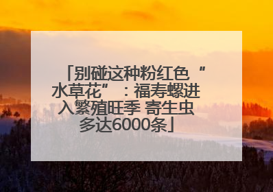 别碰这种粉红色“水草花”：福寿螺进入繁殖旺季 寄生虫多达6000条