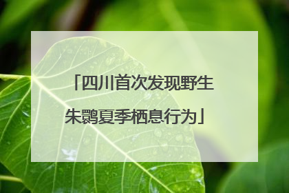 四川首次发现野生朱鹮夏季栖息行为