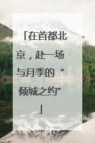 在首都北京，赴一场与月季的“倾城之约”