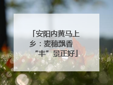 安阳内黄马上乡：麦穗飘香 “丰”景正好