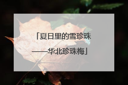 夏日里的雪珍珠——华北珍珠梅