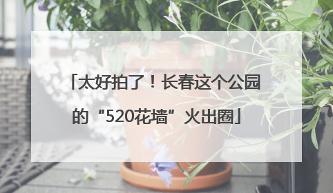 太好拍了！长春这个公园的“520花墙”火出圈