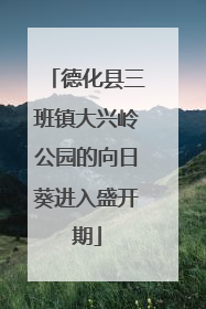 德化县三班镇大兴岭公园的向日葵进入盛开期