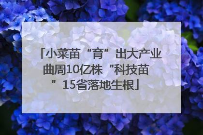 小菜苗“育”出大产业 曲周10亿株“科技苗”15省落地生根