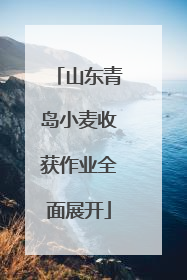 山东青岛小麦收获作业全面展开