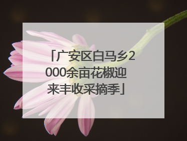 广安区白马乡2000余亩花椒迎来丰收采摘季