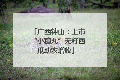 广西钟山：上市“小糖丸”无籽西瓜助农增收