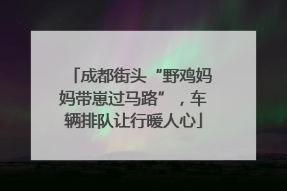成都街头“野鸡妈妈带崽过马路”，车辆排队让行暖人心