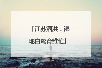 江苏泗洪：湿地白鹭育雏忙