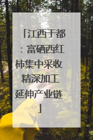 江西于都：富硒西红柿集中采收 精深加工延伸产业链
