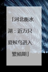 河北衡水湖：近万只夏候鸟进入繁殖期