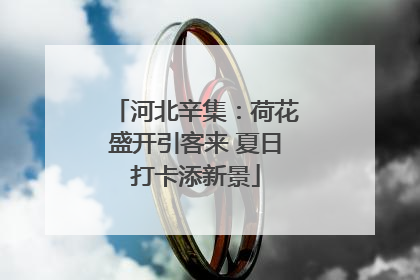 河北辛集：荷花盛开引客来 夏日打卡添新景