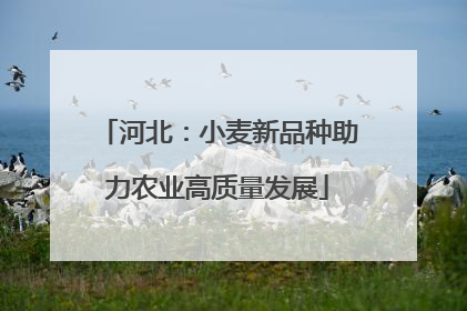 河北：小麦新品种助力农业高质量发展