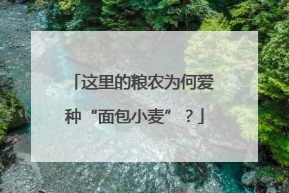 这里的粮农为何爱种“面包小麦”？