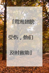 鸳鸯翅膀受伤，他们及时救助