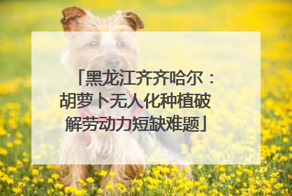 黑龙江齐齐哈尔：胡萝卜无人化种植破解劳动力短缺难题