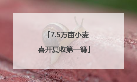 7.5万亩小麦喜开夏收第一镰
